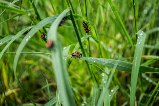 Pyrrhocoris apterus, firebugs browsing through the grass
