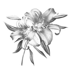 Beautiful black and white lily composition. Floral print. Marker drawing. Watercolor painting. Wedding and birthday festive composition. Greeting card. Painted background. Hand drawn illustration.