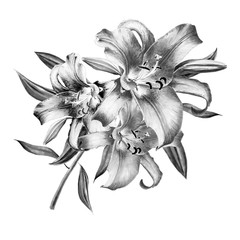Beautiful black and white lily composition. Floral print. Marker drawing. Watercolor painting. Wedding and birthday festive composition. Greeting card. Painted background. Hand drawn illustration. - 269410330