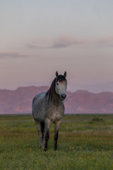 Wild Horse Stallion at Dawn in the Utah Desert