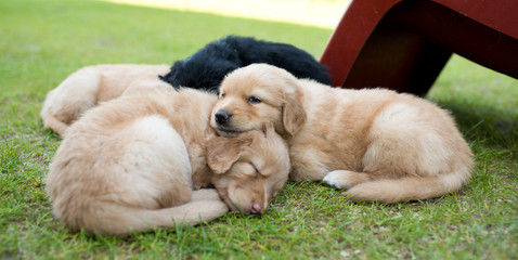 cute puppy dog lover hundewelpen hoverwart blond tierbabys haustier hund vierbeiner welpe wachhund...