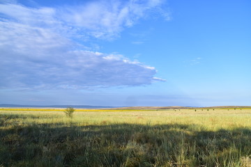 Fototapeta premium landscape with wheat field and blue sky