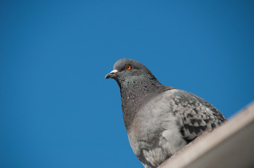 Serious pigeon