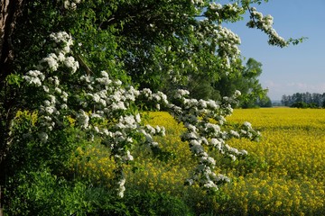 Rape field and blooming tree with white flowers - Poland, Zulawy, Mokry Dwor