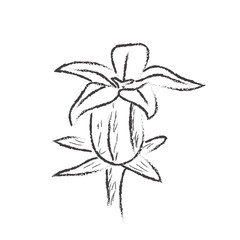 Isolated sketch of a flower on a white background - Vector