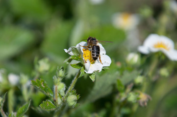 Bee on the strawberry flower