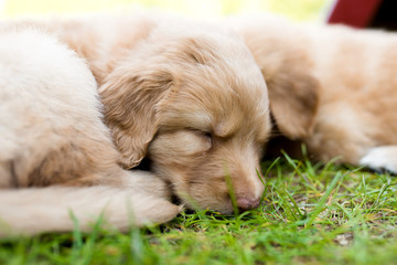 cute puppy dog lover hundewelpen hoverwart blond tierbabys haustier hund vierbeiner welpe wachhund familienhund kind schwarz dunkel pfoten tapsig outdoor tierportrait