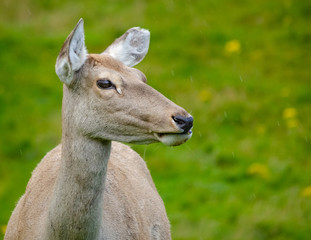 Portrait of a female Red Deer (cervus elaphus), or hind.
