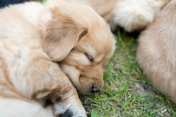 cute puppy dog lover hundewelpen hoverwart blond tierbabys haustier hund vierbeiner welpe wachhund...