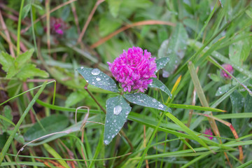 Unforgettable trek to the mountains in Gorgan, waterfalls. Rest in the Carpathians
