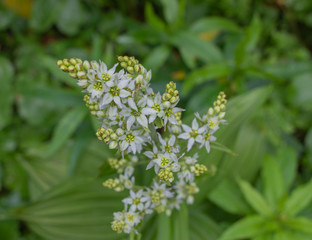 Unforgettable trek to the mountains in Gorgan, waterfalls. Rest in the Carpathians