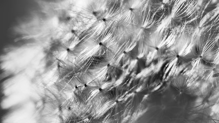 Fragment of a fluffy white dandelion flower. Macro.