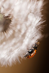 Beautiful red beetle sits on a fluffy flower dandelion, Macro.