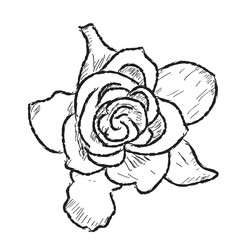 Isolated sketch of a rose on a white background - Vector