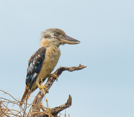 Fototapeta premium Kookaburra o niebieskich skrzydłach