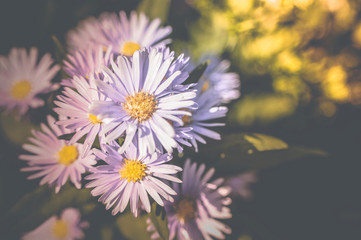 flowers vintage background tone design