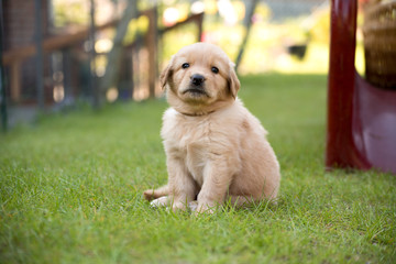 cute puppy dog lover hundewelpen hoverwart blond tierbabys haustier hund vierbeiner welpe wachhund...