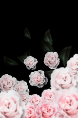  Rose Vintage Flowers for design  background