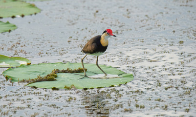Bird on Lily Pad