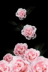  Rose Vintage Flowers for design  background