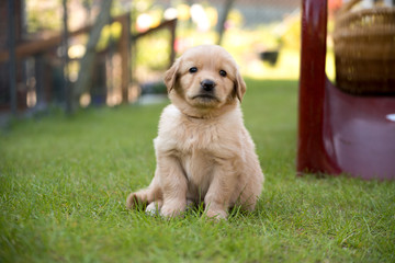 cute puppy dog lover hundewelpen hoverwart blond tierbabys haustier hund vierbeiner welpe wachhund familienhund kind schwarz dunkel pfoten tapsig outdoor tierportrait