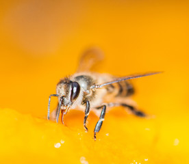 Macro shot of bees Sweet drink