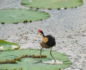 Bird on Lily Pad