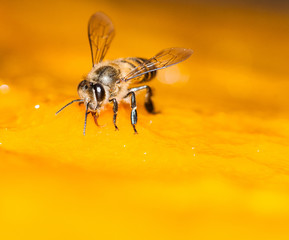 Macro shot of bees Sweet drink
