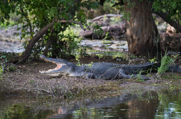 Saltwater Crocodile on Shore