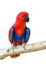 Beautiful parrot on a white background