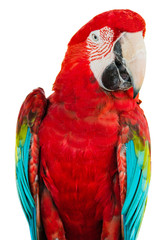 Beautiful parrot on a white background