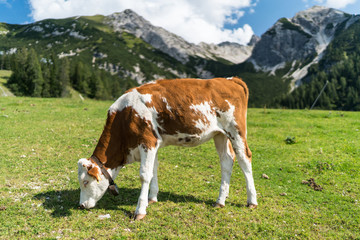 Fototapeta na wymiar Cow in Seefeld - Austria - Tyrol - Best of the Alps