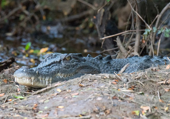 crocodile on shoreline