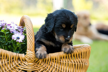 cute puppy dog lover hundewelpen hoverwart blond tierbabys haustier hund vierbeiner welpe wachhund...