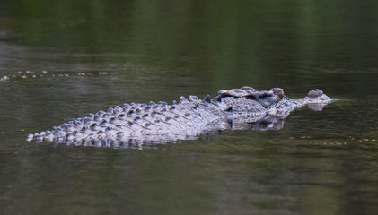 Crocodile in Water