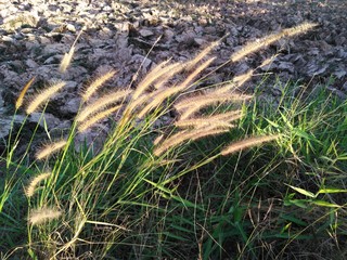 Grass in Thailand