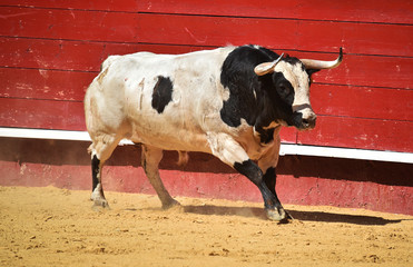 spanish bull running in bullring