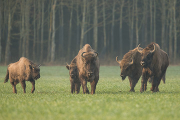 European bison - Bison bonasus in the Knyszyn Forest (Poland) © szczepank