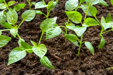 Small pepper seedlings grow in a growing tray, the concept of gardening, agriculture, ecology, organic
