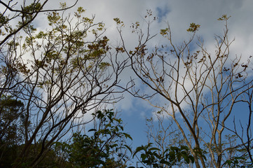細い木々が青空に伸びている