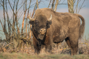 Fototapeta premium European bison - Bison bonasus in the Knyszyn Forest (Poland)