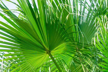 Obraz na płótnie Canvas close up of green palm leaf