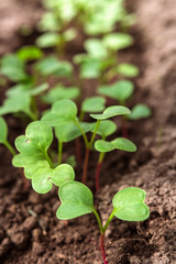 Small pepper seedlings grow in a growing tray, the concept of gardening, agriculture, ecology, organic