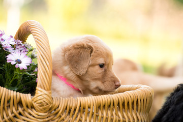 cute puppy dog lover hundewelpen hoverwart blond tierbabys haustier hund vierbeiner welpe wachhund...