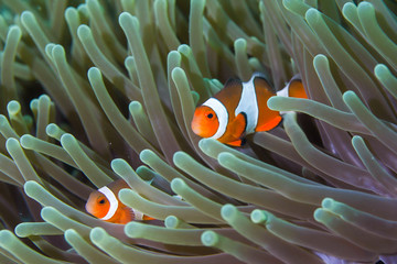 Clown Anemonefish, Amphiprion percula, swimming among the tentacles of its anemone home.