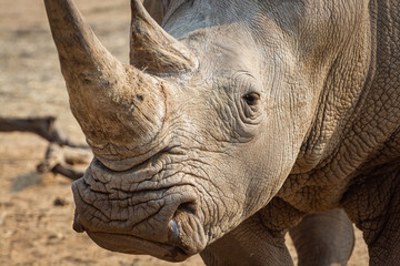 Obraz premium White rhino in the african nature 