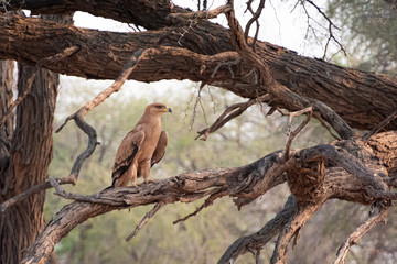 Eagle on a tree, Africa 