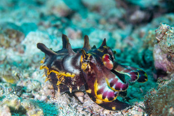 Flamboyant Cuttlefish walking on the sand.