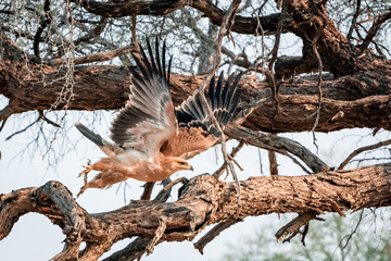 Eagle, flying with opened wings, Africa 