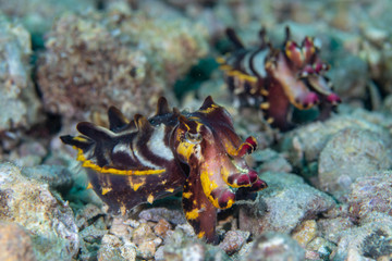Flamboyant Cuttlefish walking on the sand.